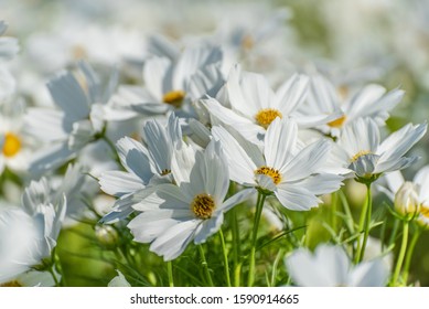 White Purity Cosmos In Garden, White Flowers 