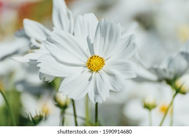 White Purity Cosmos In Garden, White Flowers 