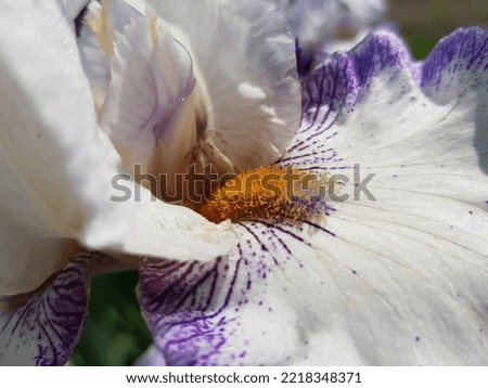 White with a purple border German bearded iris (Iris germanica) with wavy edges of the petals, in the sun (Iris macro, angle, texture).