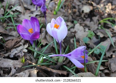 White Purple Crocus Vernus Autumn Crocus Flower