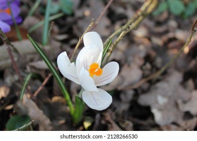 White Purple Crocus Vernus Autumn Crocus Flower