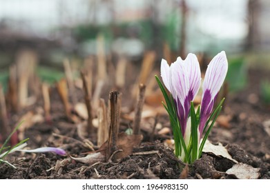 White and purple crocuses. Primroses bloom in April