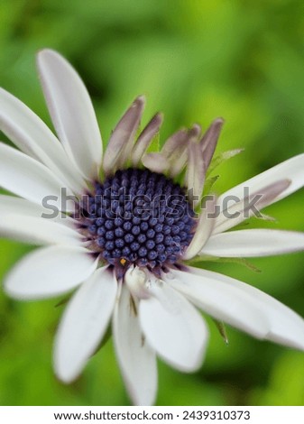 White purple flowers green background natural 