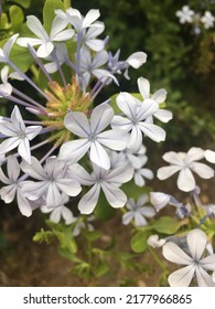 White And Purple Flowers With A Lime Green Background 