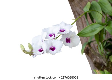 White And Purple Orchid Flower Bouquet Bloom On Commensalism  Big Tree In The Garden Isolated On White Background Included Clipping Path.