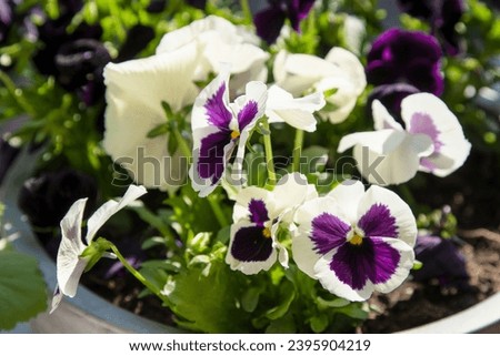 White purple pansies sway in the wind. Garden background. Grow a pansy Viola flower in a pot on the balcony. Bloom spring. Suny day nature. Gardening.
