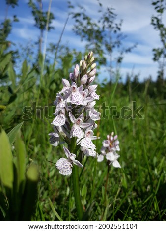 White and purple spotted orchid in green grass