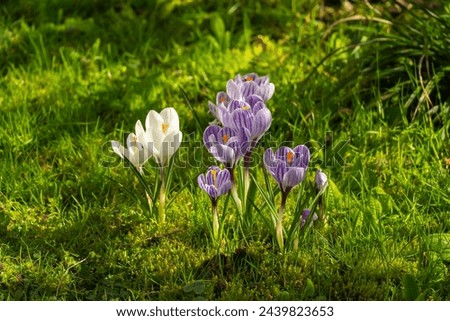 White and purple and white striped crocus in a green meadow in the garden, herald of spring in the sunshine, beautiful spring flower