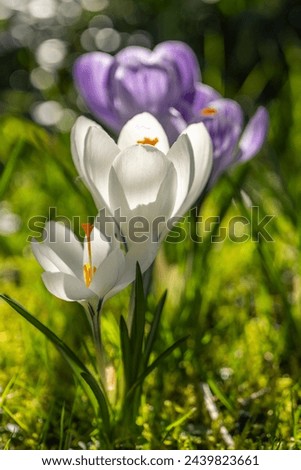 White and purple and white striped crocus in a green meadow in the garden, herald of spring in the sunshine, beautiful spring flower