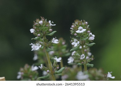 white and purple thyme flowers on a green natural background