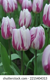 White and purple Triumph tulips (Tulipa) Striped Flag bloom in a garden in March - Shutterstock ID 2215404313