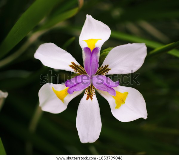 White Purple Yellow African Iris Flower Stock Photo Edit Now 1853799046