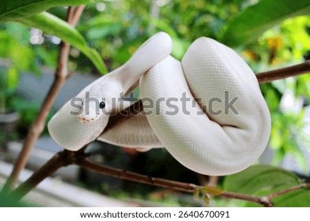 White python wrapped around tree branch basking in the sun