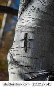 White Quaking Aspen Tree Trunk With Carved Cross