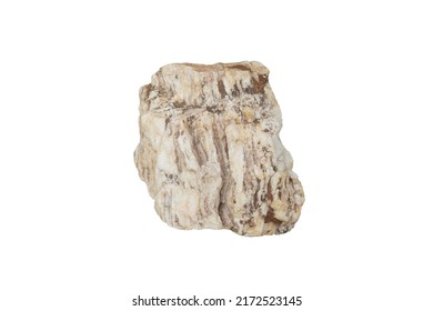 white quartz petrified wood rock isolated on white background.