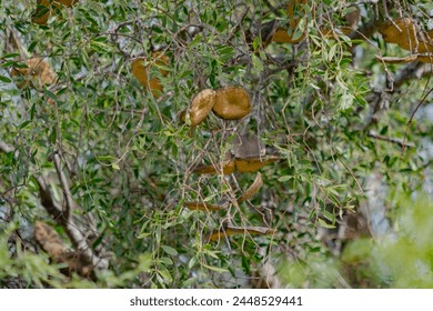 white quebracho seeds, native tree of the Chaco mountain