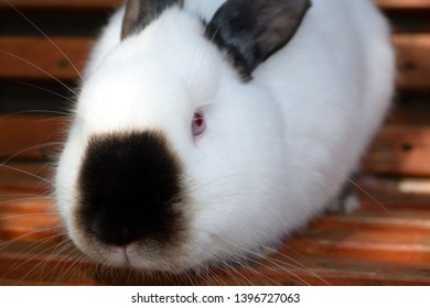 1,937 White Rabbit Black Nose Images, Stock Photos & Vectors | Shutterstock