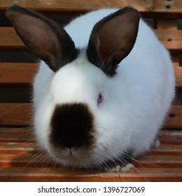 1,937 White Rabbit Black Nose Images, Stock Photos & Vectors | Shutterstock