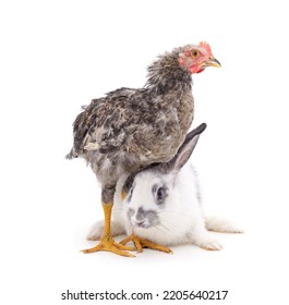 White rabbit with brown chickens isolated on a white background.