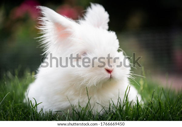 White rabbit. Cute fluffy white angora rabbit as a\
pet bunny.