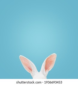 White rabbit ears on a light blue background with copy space. Easter minimalism.