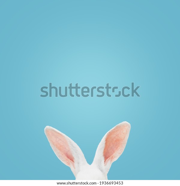 White rabbit ears on a light blue background\
with copy space. Easter\
minimalism.