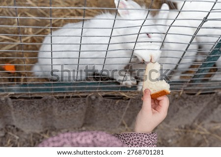 White rabbit eating bread from hand behind cage close interaction