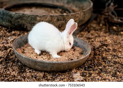 white rabbit eats feed on the farm, breeding, agriculture