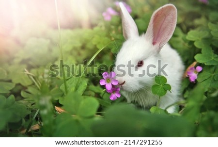 White rabbit eats plants in a beautiful flower garden outdoors.