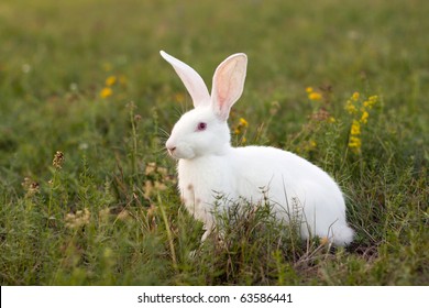 White Rabbit In A Green Grass