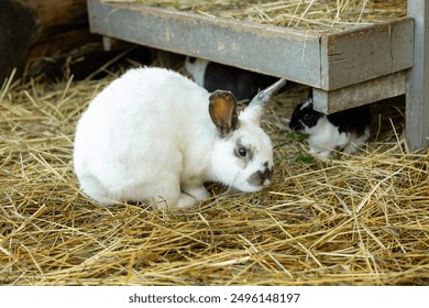 White rabbit in hay, feeding trough in background with two baby bunnies underneath.  - Powered by Shutterstock