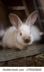 White Rabbit In The Hutch On The Animal Farm