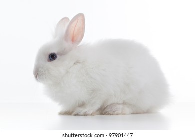 White Rabbit Isolated On White Background