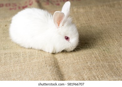 White Rabbit on Burlap Texture Background. Cute Red Eye Bunny.