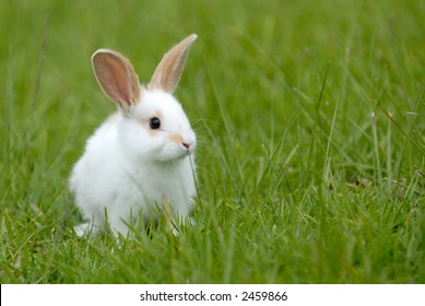 White Rabbit On The Grass