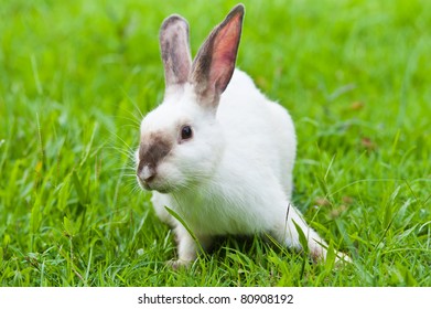 White Rabbit On The Grass