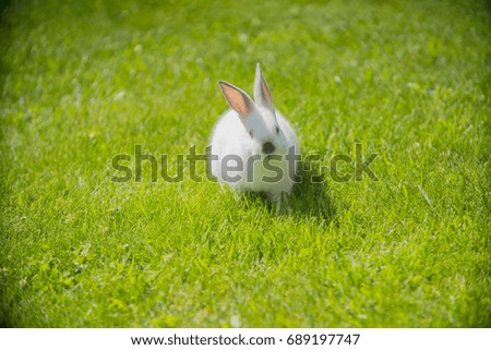 Similar – belier breed Bunny freely in the field