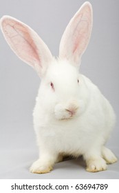 1,652 Albino white rabbit Images, Stock Photos & Vectors | Shutterstock