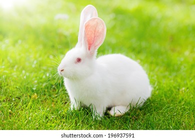 White Rabbit On Green Grass