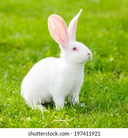 White Rabbit On Green Grass