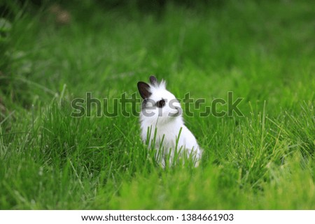 belier breed Bunny freely in the field