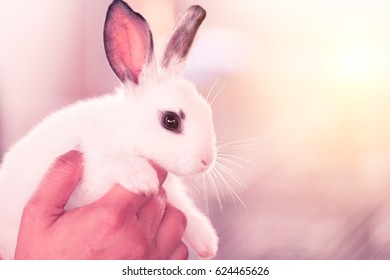 White rabbit on the woman's hand with softness. soft focus and use color scheme - Shutterstock ID 624465626