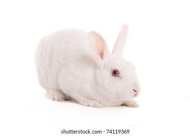 Download rabbit eye Images, Stock Photos & Vectors | Shutterstock