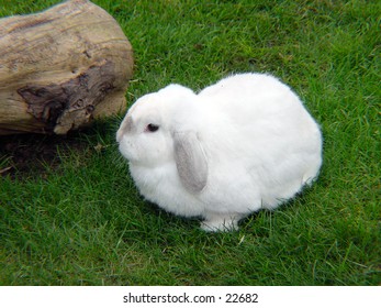 White Rabbit resting in the grass