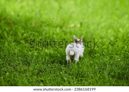White rabbit running away on green grass, blurred unfocused background. Little white rabbit jumping on green lawn in city park. Easter fluffy bunny rabbit, back view. Run rabbit run