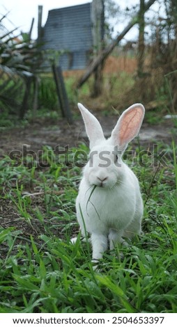 Similar – Rabbit eating flowers II