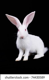 White Rabbit Sits. Big Ears. Black Background