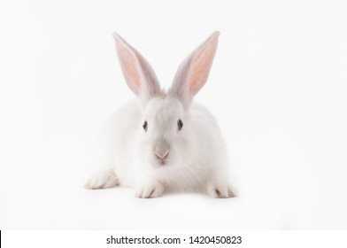白うさぎ の写真素材 画像 写真 Shutterstock