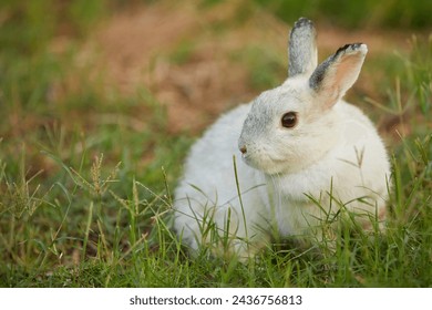 white rabbit sitting and looking to something on the field