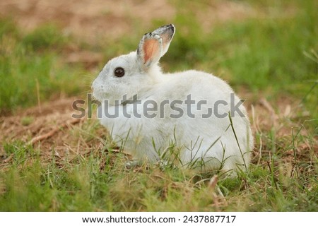 Similar – belier breed Bunny freely in the field